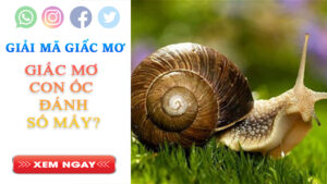 Con ốc số mấy?